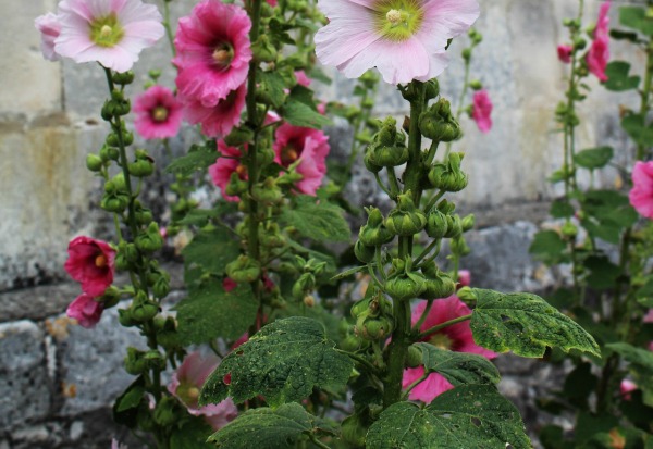 Hollyhock leaves