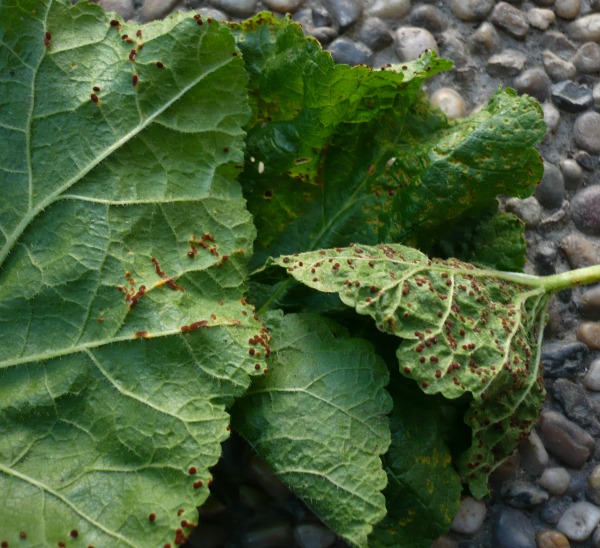 Rust on hollyhock leaves