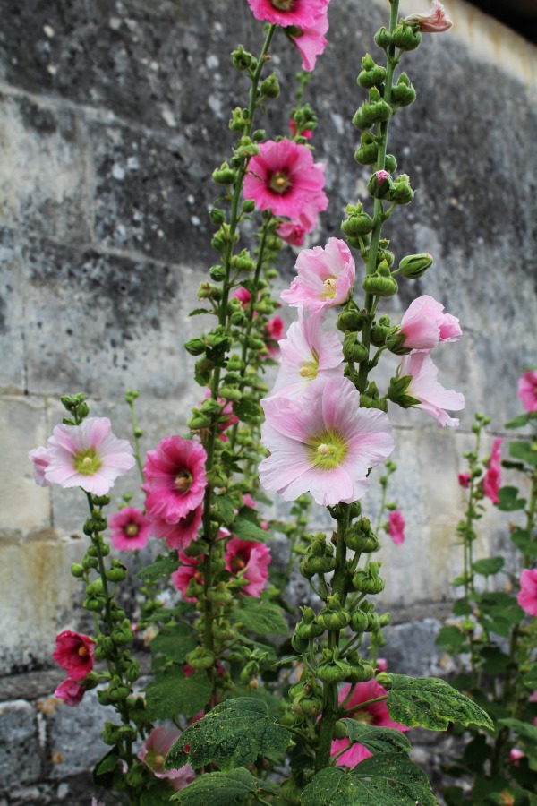 Hollyhocks can grow to 9 feet tall