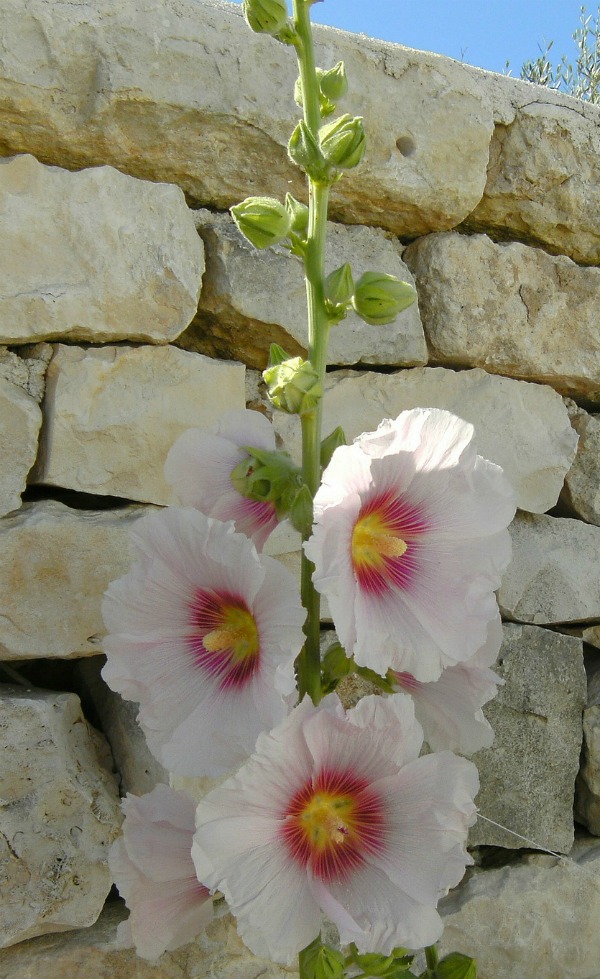 Hollyhock flowers open from the bottom to the top of the stalk