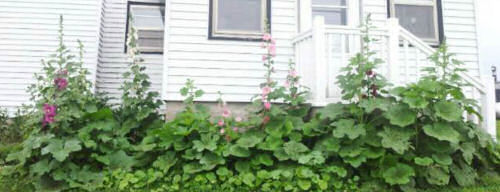 Holly hocks in front of a house