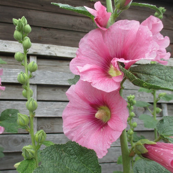 Growing Hollyhocks – A Traditional Cottage Garden Favorite-