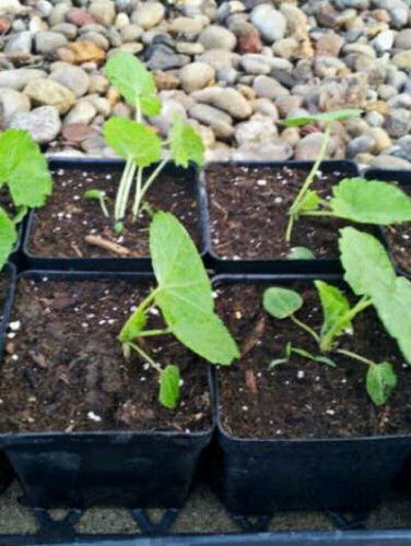 Hollyhock seedlings
