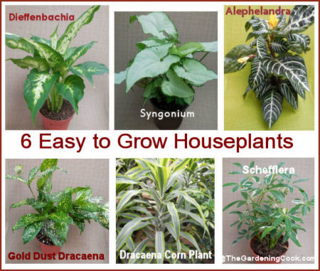 Easy Houseplants to grow, even if you have a brown thumb.