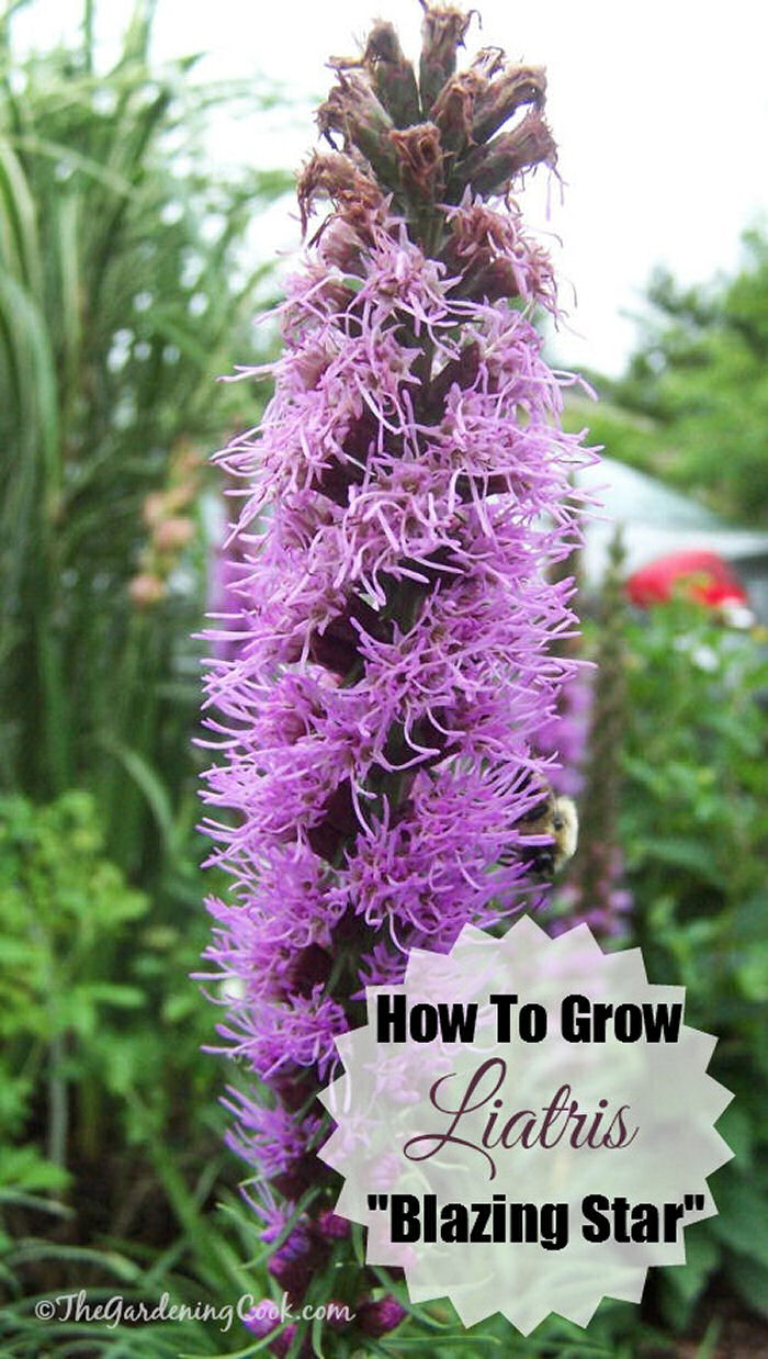 Liatris, is also called Blazing star and gay feather. It's easy to see why. 