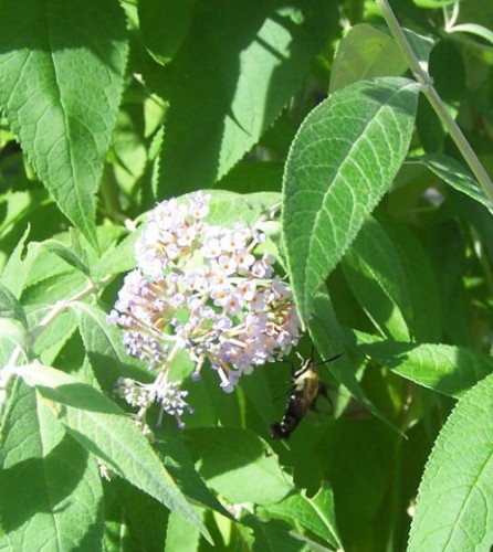 Buddlea with hummingbird moth