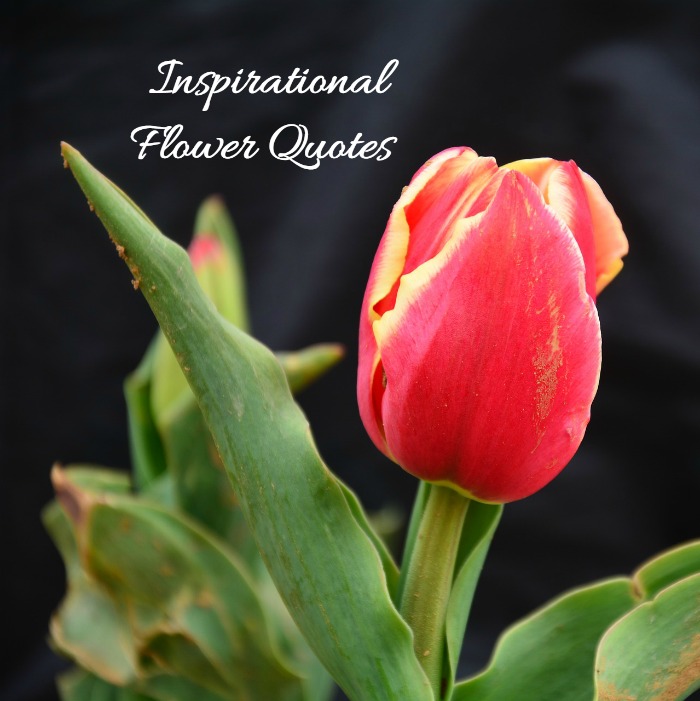 Inspirational Flower Quotes – Motivational Sayings with Photos of Flowers