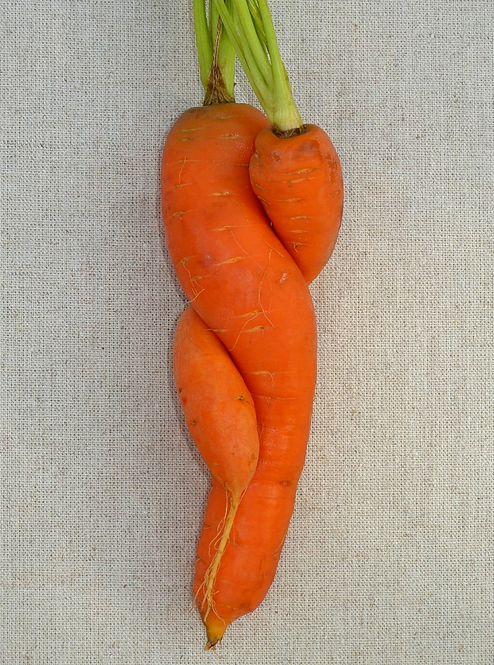Intertwined carrots embracing each other Intertwined carrots