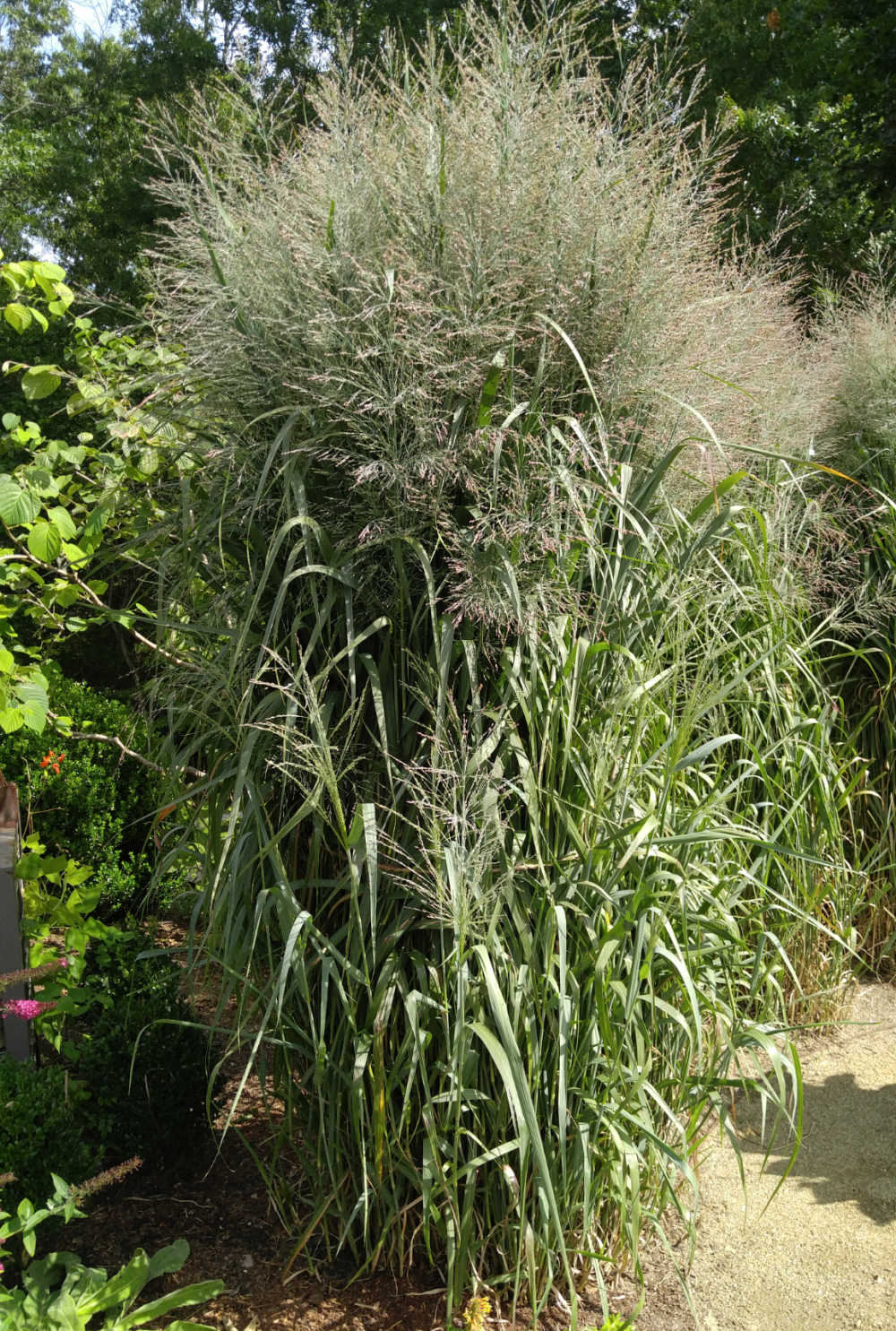 Japanese silver grass with feathery plumes on top.