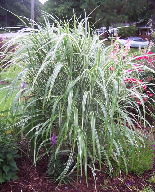 Japanese silver Grass