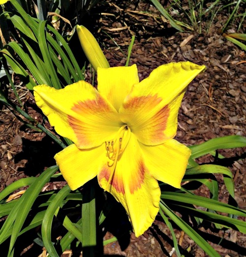 King George Daylily