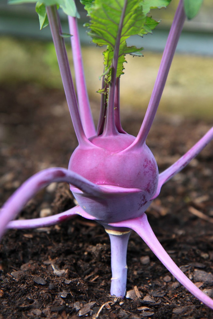 purple kohlrabi Exotic lookin kohlrabi