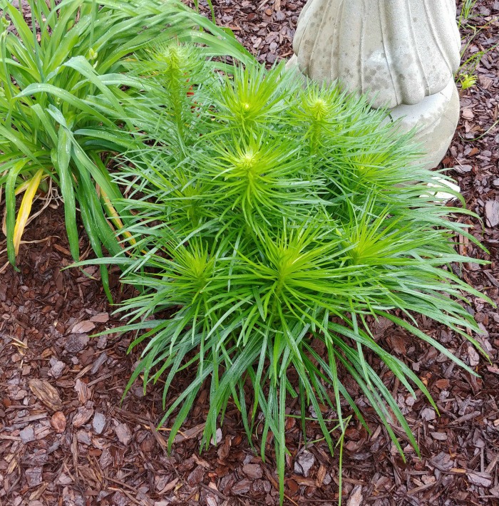 Liatris clump ready to bloom