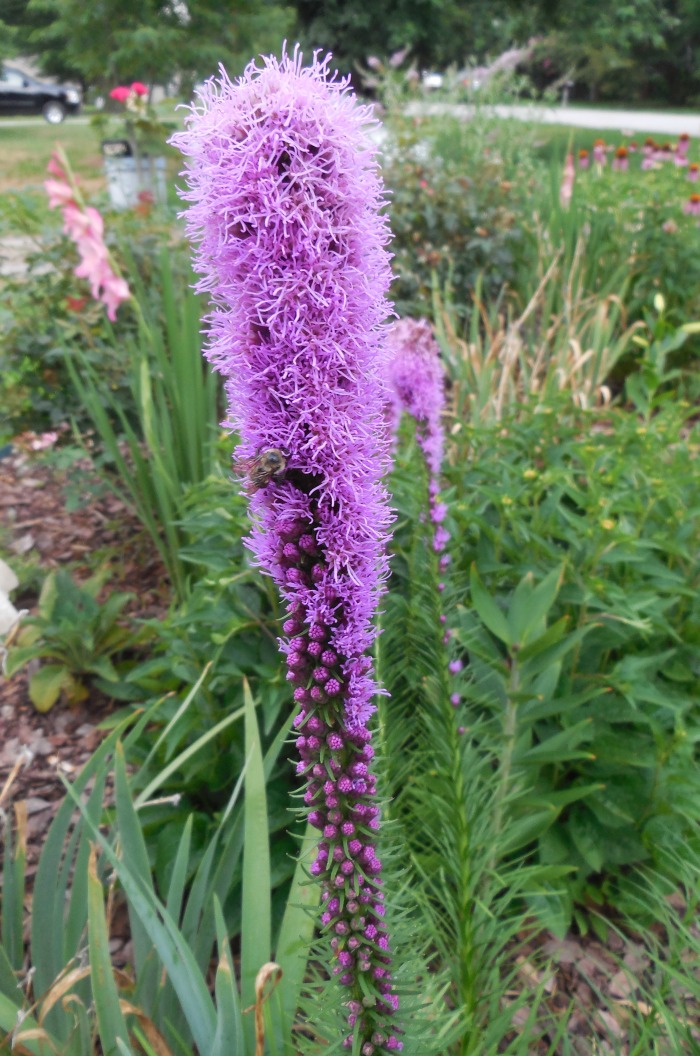 Listris flower spike