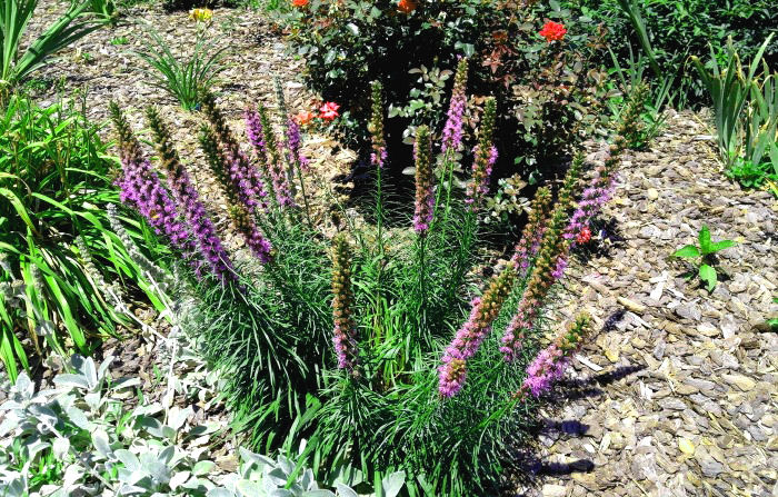 Clump of liatris in a garden bed