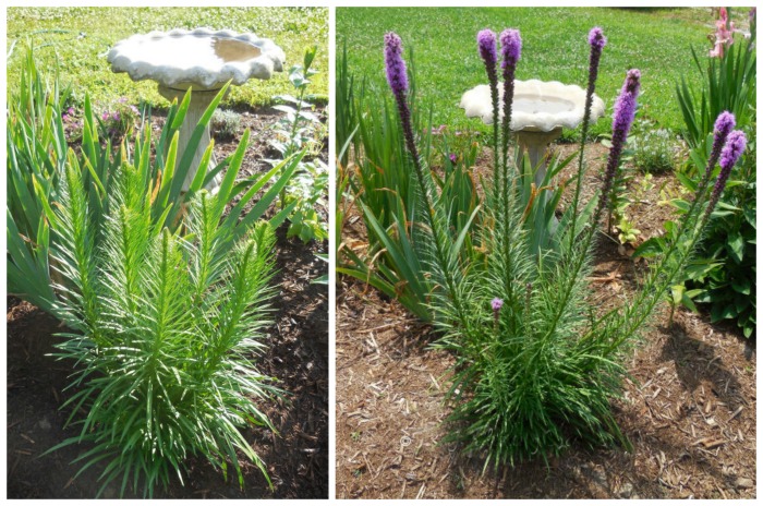 Growing liatris. Plant to give it room to grow