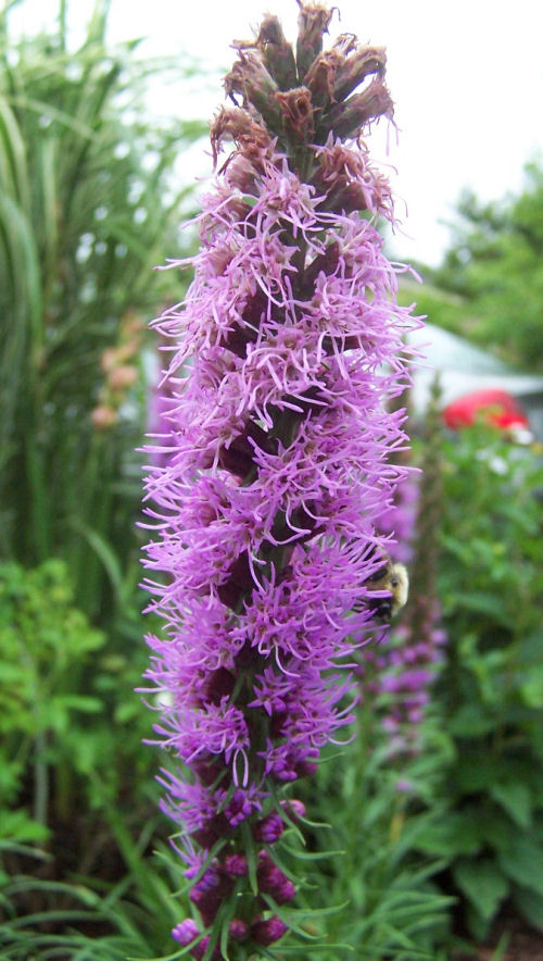 Liatris