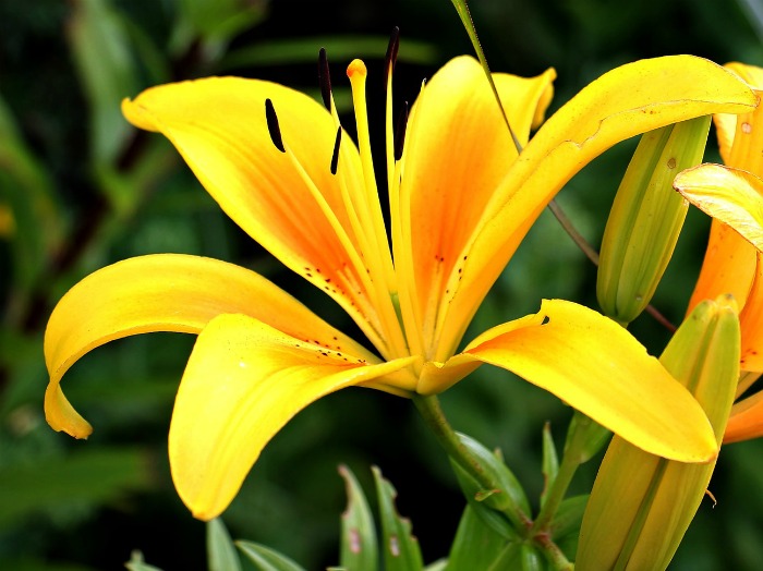 Oriental lily