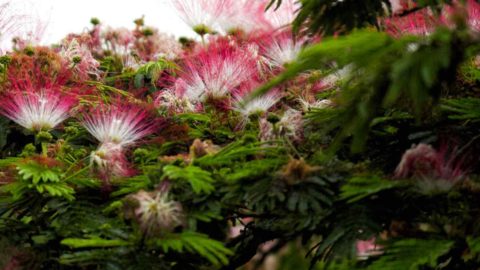 Mimosa Trees Are Rampant Seeders