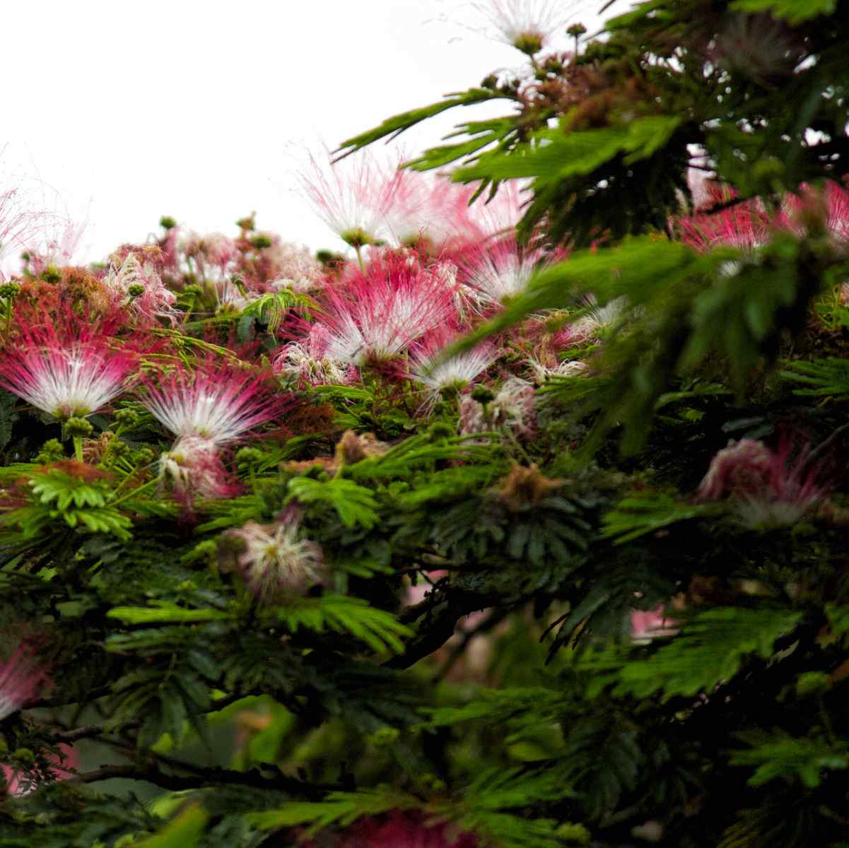 Pink flowers on a mimosa tree.
