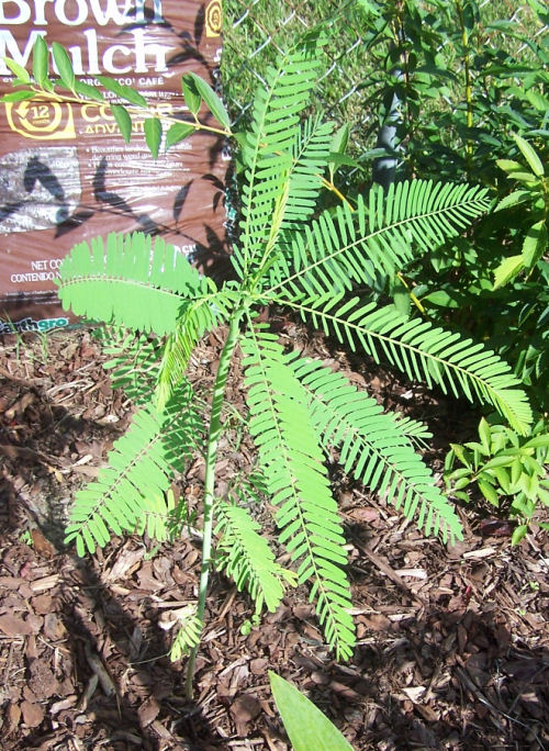 Big mimosa tree and bag of brown mulch