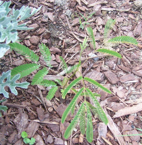 Mimosa seedling on pine bark mulch