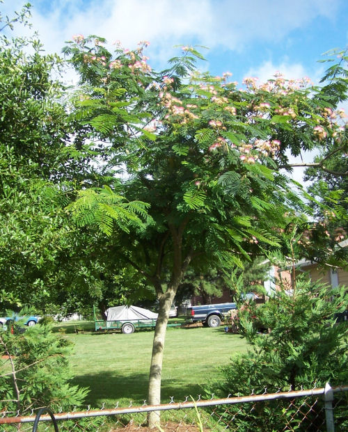 Mimosa tree behind a fence
