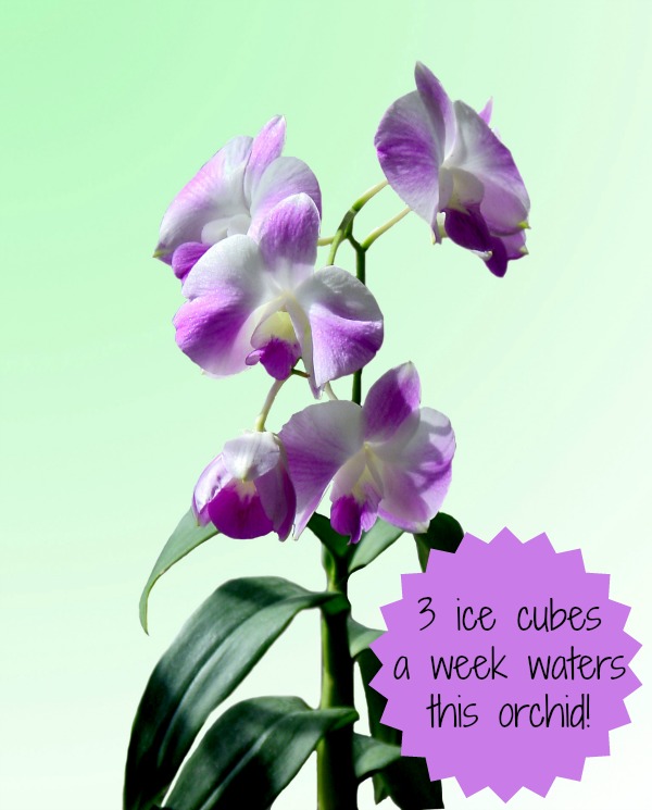 Phalaenopsis Orchids – Exotic Perfection