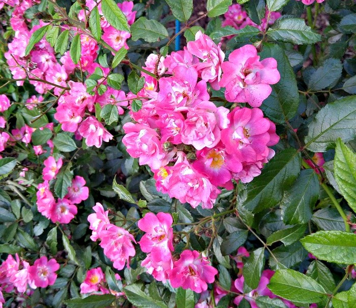 multiflora rose