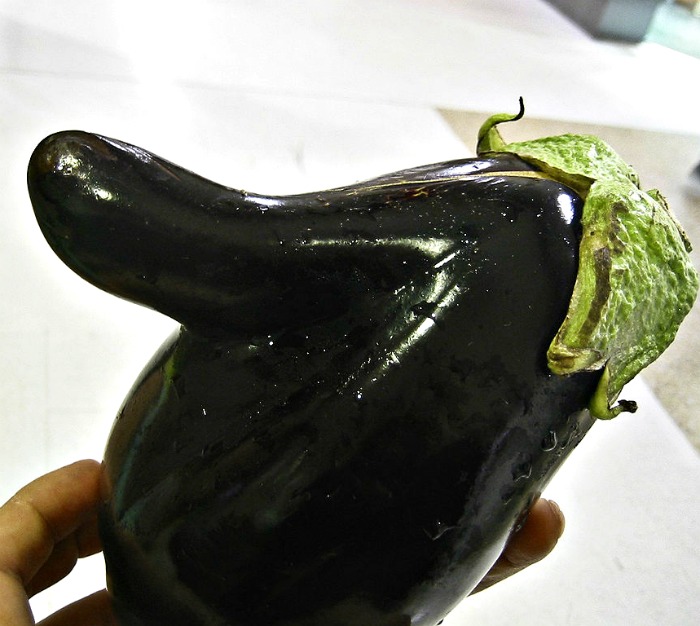 Odd shaped Eggplant Odd Shaped eggplant