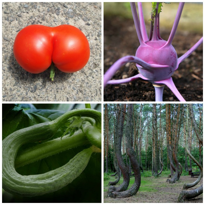 Oddities of Nature – Crooked Vegetables – Funny Fruits and Scary Shaped Trees