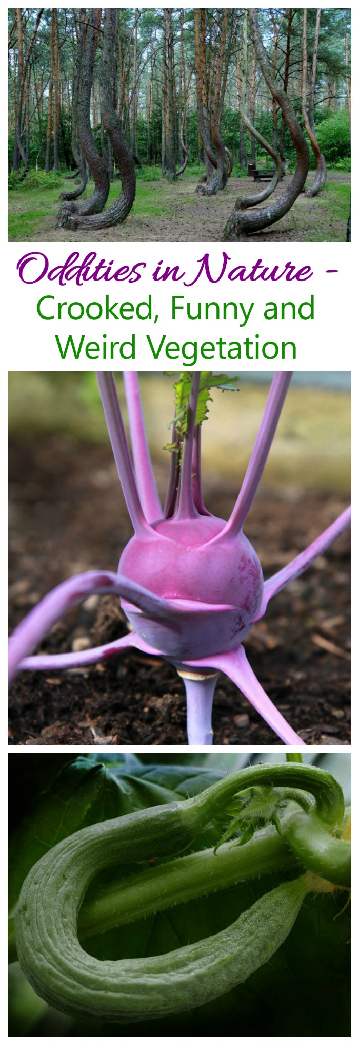 Oddities in Nature These oddities of nature feature crooked vegetables, funny fruit and oddly shaped vegetation. #naturaloddity #crookedveggies