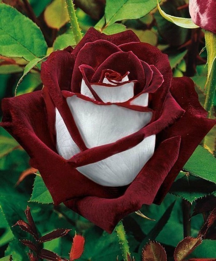 Photoshopped Osiria rose
