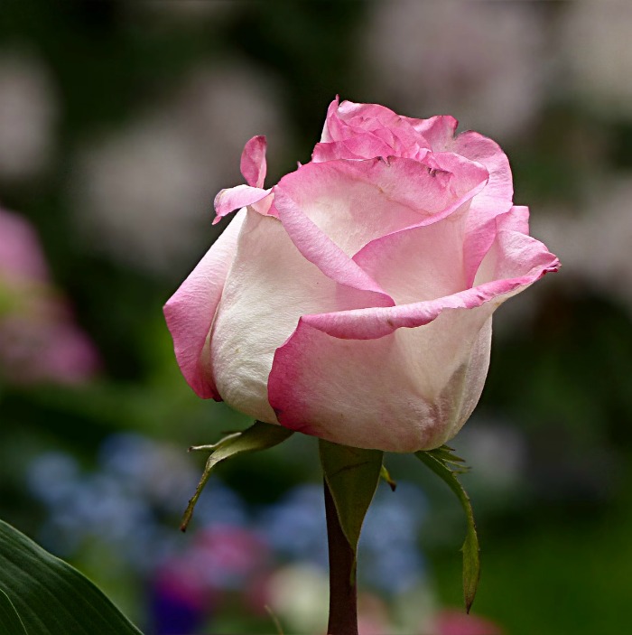 White Rose - pink edged petals