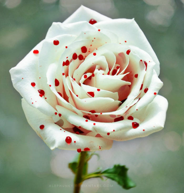 Pink and white polka dot rose