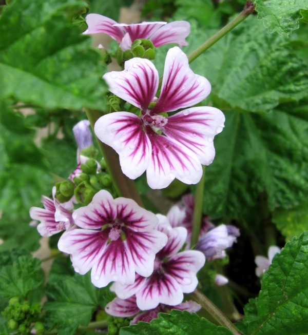 Purple variegated hollyhock