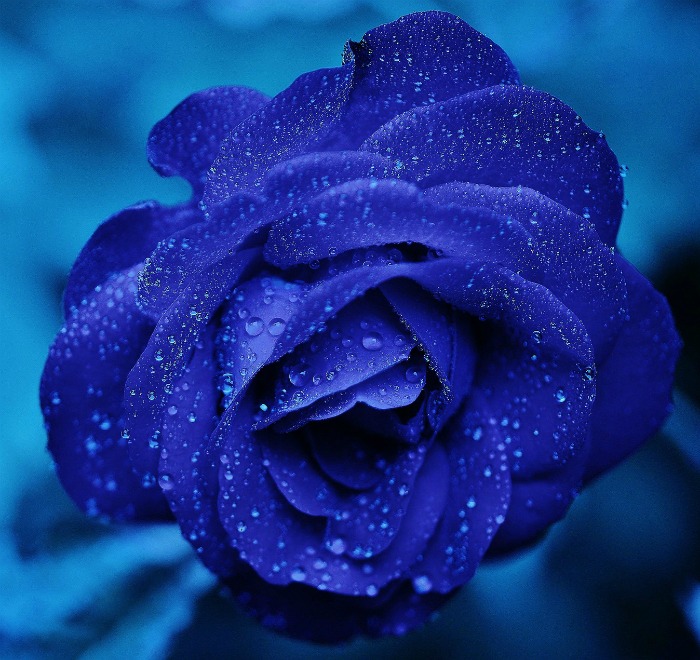 The blue rose is very rare