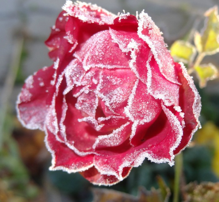 Pink rose after a frost.