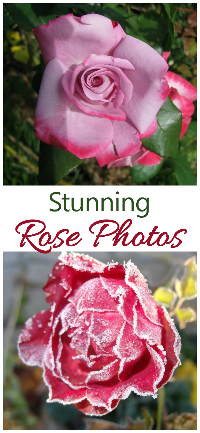 Roses are one of the world's most popular flowers. They are easy to grow and come in so many varieties. These amazing rose photos will inspire you to grow them in your garden.