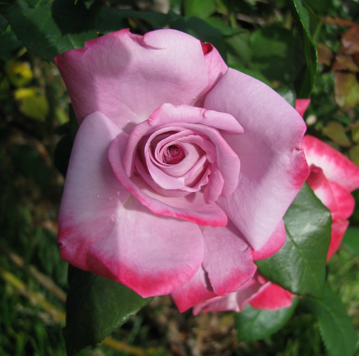 This pink rose has a delicate edging to the petals.