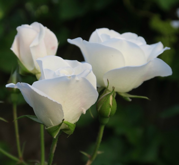White roses are so simple and elegant