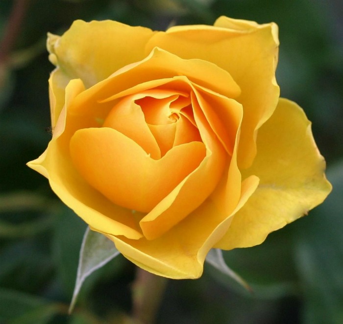 yellow rose