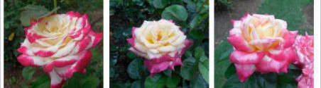 Variegated Roses in Raleigh’s rose Garden