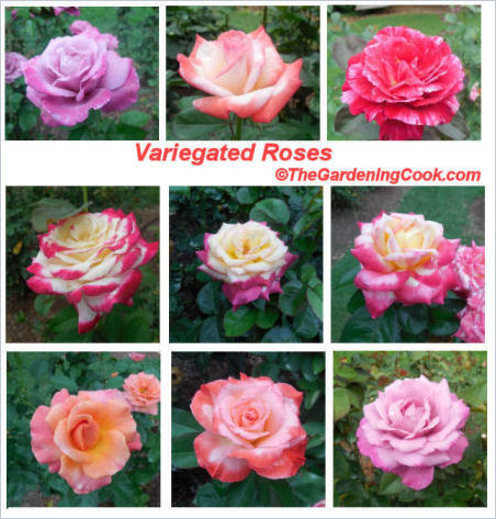 Variegated roses in Raleigh's rose garden
