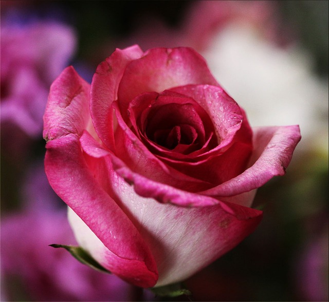 Amazing Rose Photos