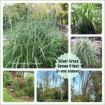 Japanese Silver Grass – Graceful Perennial with Winter Appeal