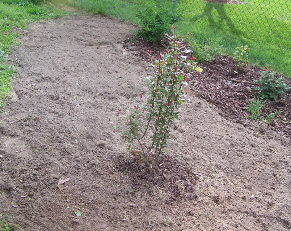 The only tree in the garden