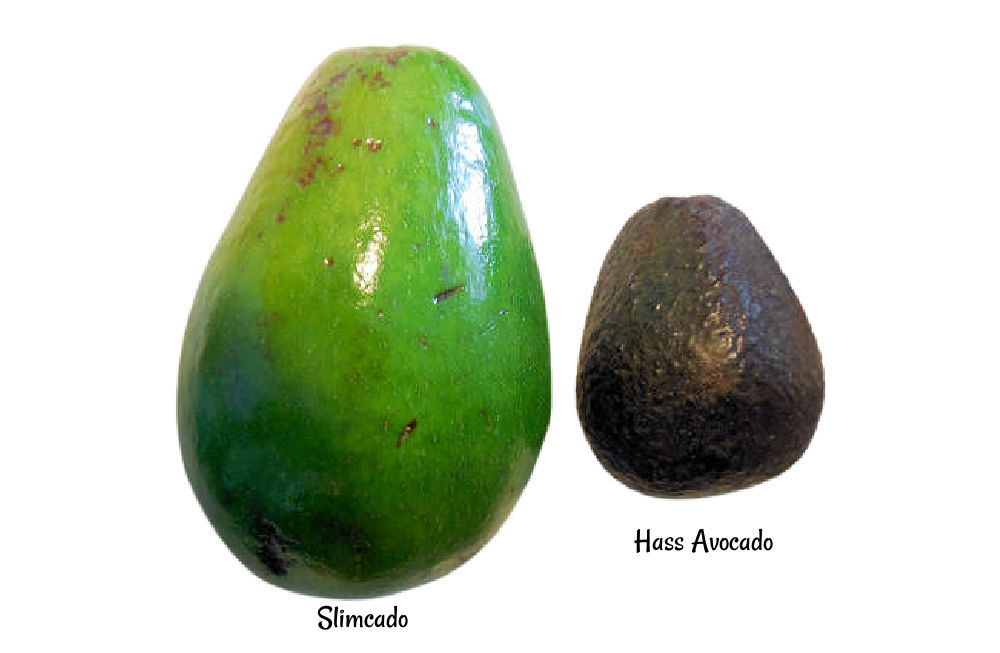 Green skin Slimcado vs Hass avocado.