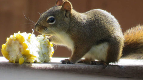 Squirrel Damage in a Vegetable Garden.