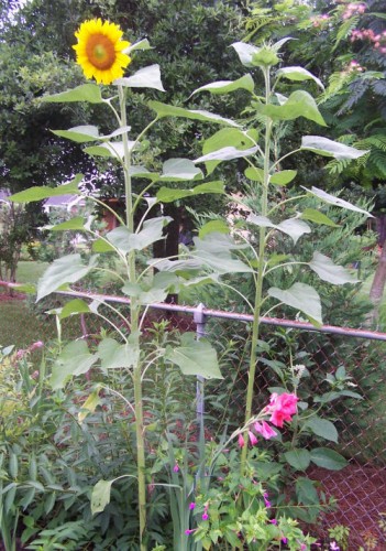 sun flowers